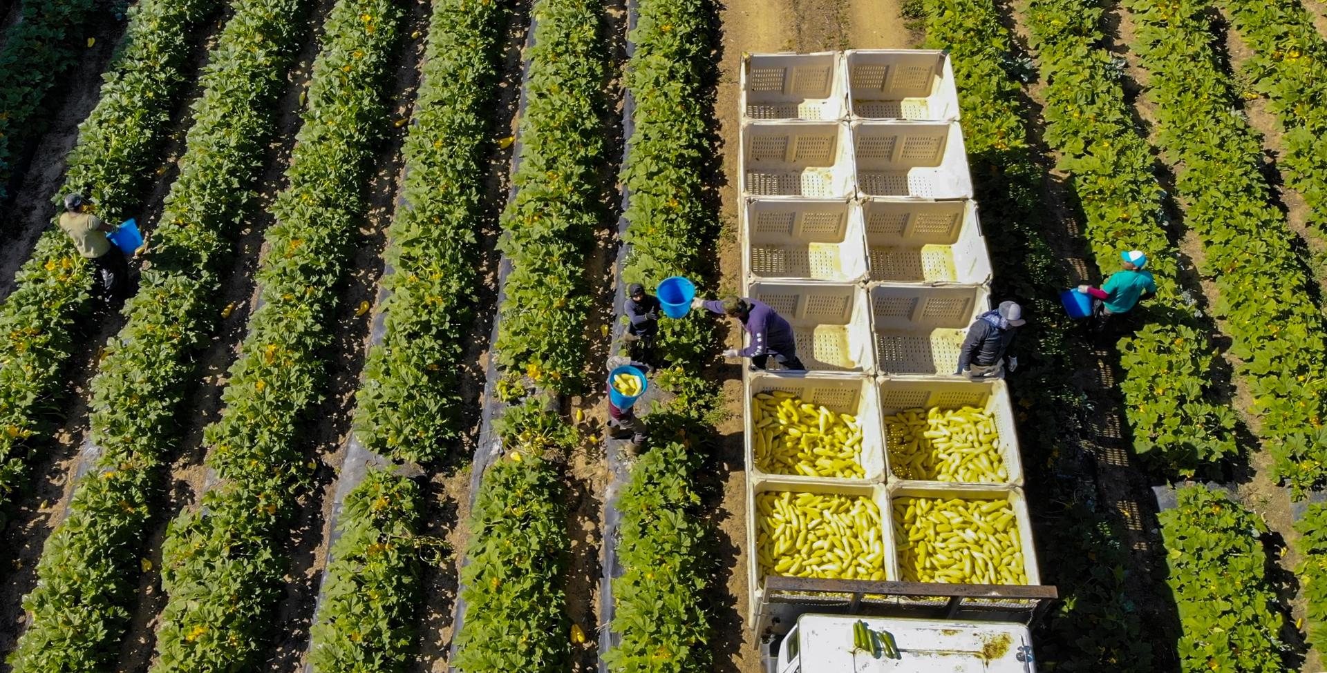 Farmers, Facing Labor Shortages, Push for Immigration Reform
